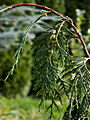 Chamaecyparis nootkatensis Jubilee IMG_0986 Cyprysik nutkajski